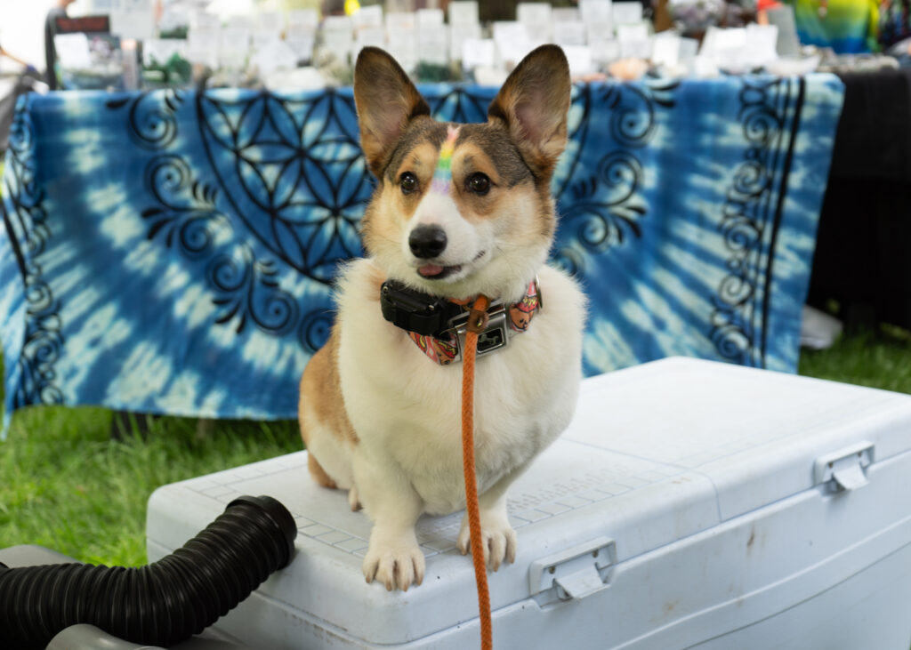 A dog with rainbow colors on its head sits on top of a white cooler.